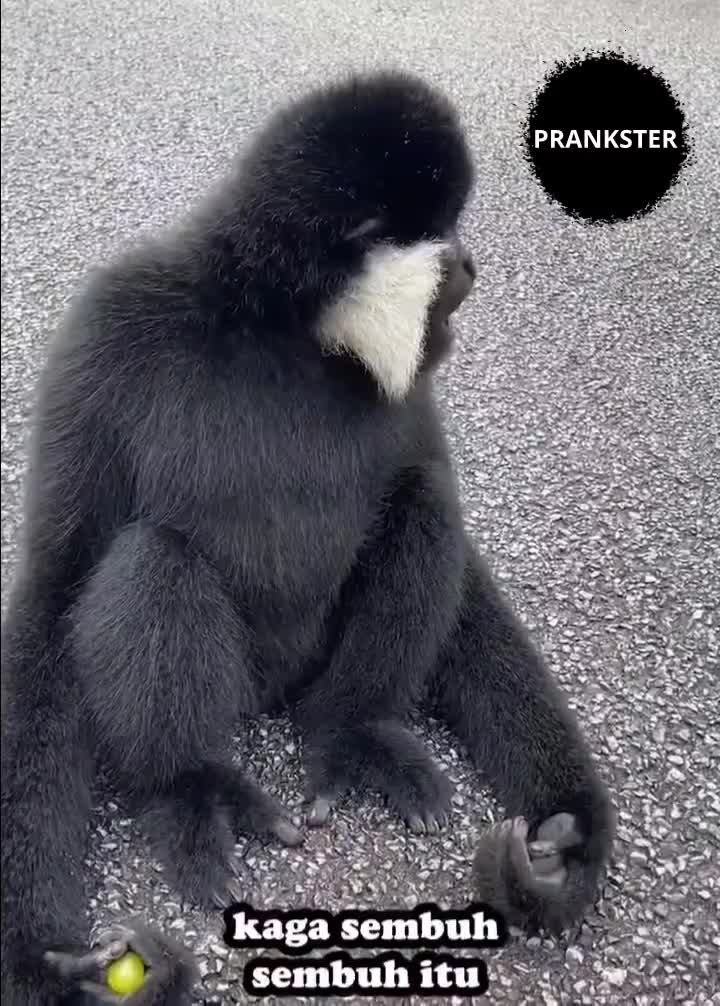 #406 Dikasih obat sama monyet🤣
#videolucu #prank 