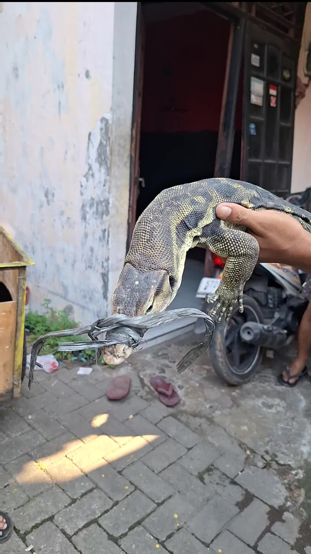 mau cari makan eh di makan ...kasihan  kau biyawak