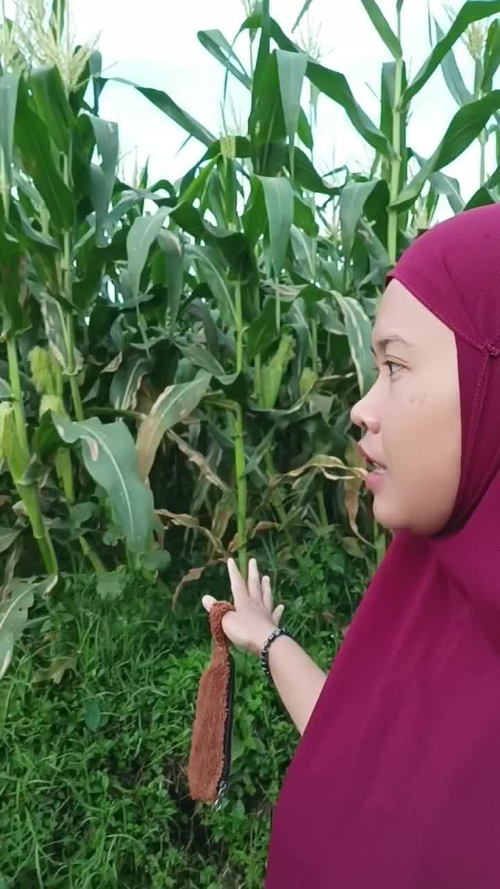 di sini banyak kebun dan pesawahan  #short   #HOTrctiplus  #RCTIPlus  #fyp 