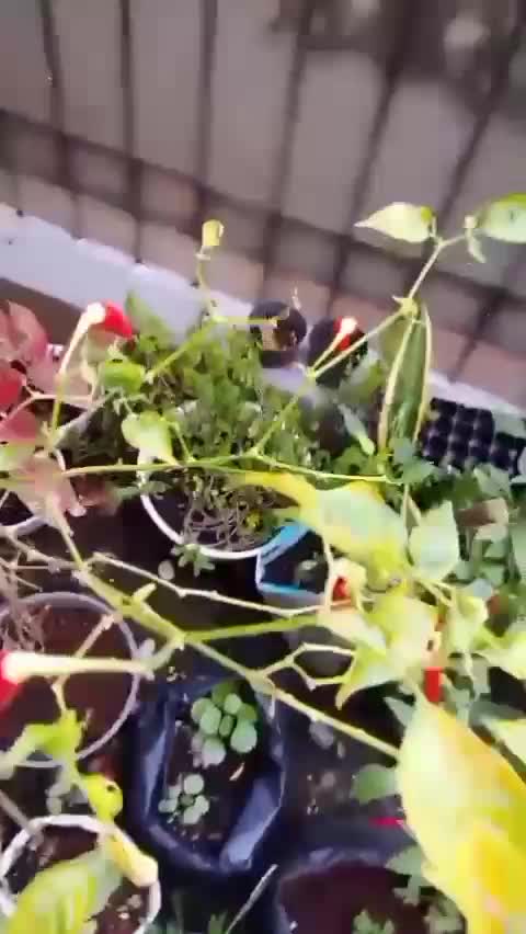 cek kebun shaka hari ini  #kebunshaka  #ngecekkebun 