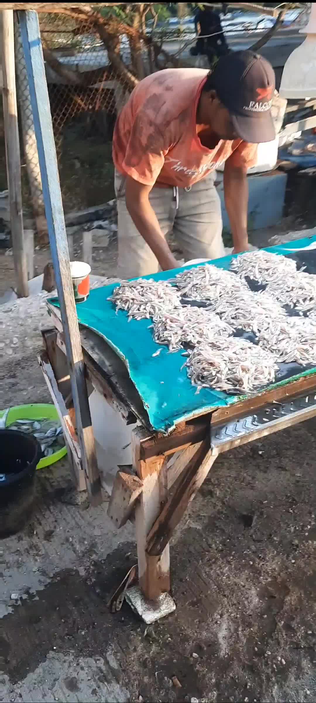 Pasar ikan#ikan#pasar#laut#lelang#
