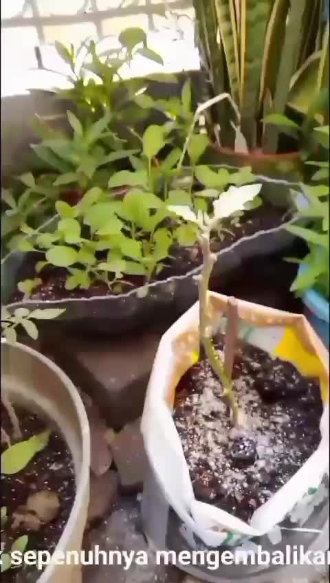 kebun shaka kena herbisida 