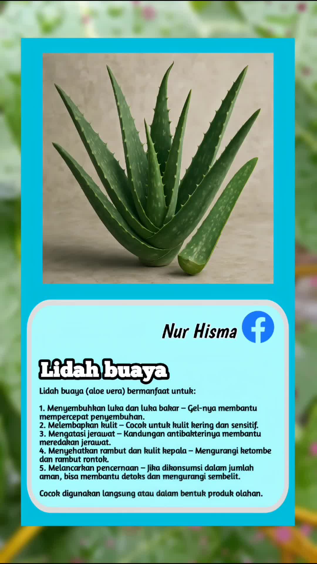 Lidah buaya, rahasia alami untuk kulit sehat & rambut kuat!
Dari menyembuhkan luka hingga melembapkan wajah, semua bisa dengan aloe vera.
Su