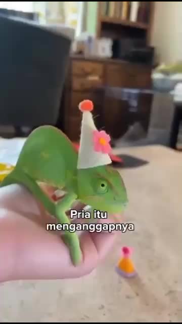 Bunglon Terkuat di dunia

#fyp #short #rigelagency #OriginalSong #HOTrctiplus #RCTIPlus  #viral #HOT #videolucu #hewan 