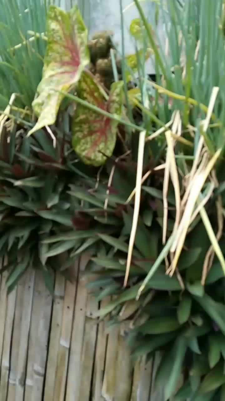 bunga nya tidak terawat  #fyp  #short  #HOTrctiplus 