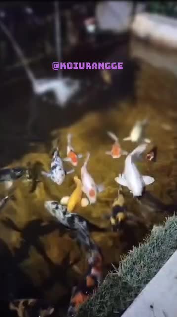 kolam koi minimalis