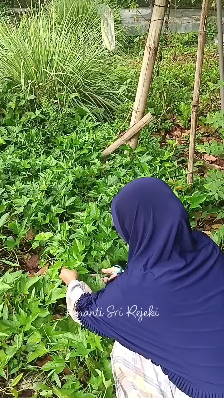 Aktivitas pagimu, ketika kamu memilih berhenti merantau dan hidup di desa
#HOTrctiplus #RCTIPlus #shortplus #shorts #Berkebun #berkebundirum