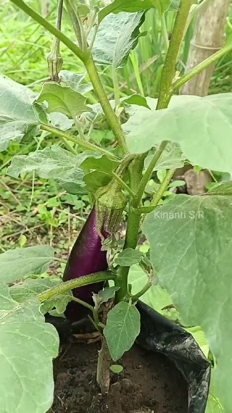 Tomat dan terong di kebunku mulai berbuah lebat #shortplus #berkebun #hobiberkebun #suasanahidupdidesa 