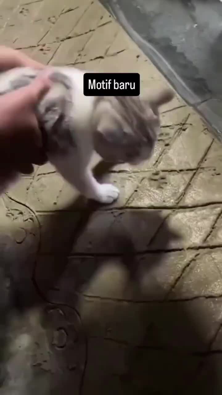 Cap Tapak
#Fyp #kucing #kucingindonesia #videoviral #videolucu #videongakak #ngakak #lucu #like #dagelan 