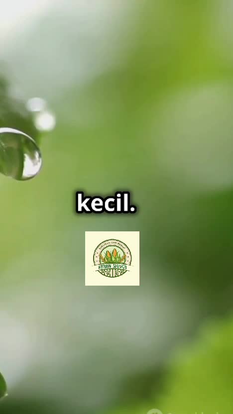 Cara menanam seledri di halaman #kebunshaka  #menanamseledri 