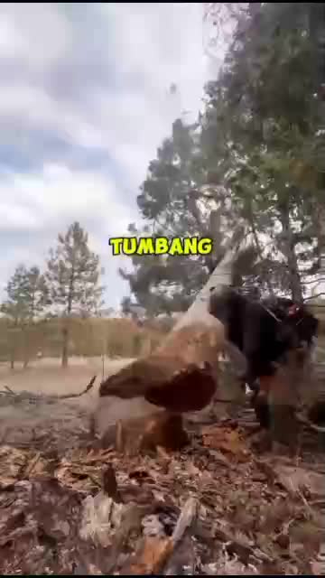 kesalahan saat menebang pohon, inilah yg terjadi 


#fyp #short #rigelagency #OriginalSong #HOTrctiplus #RCTIPlus  #viral #HOT #videolucu
