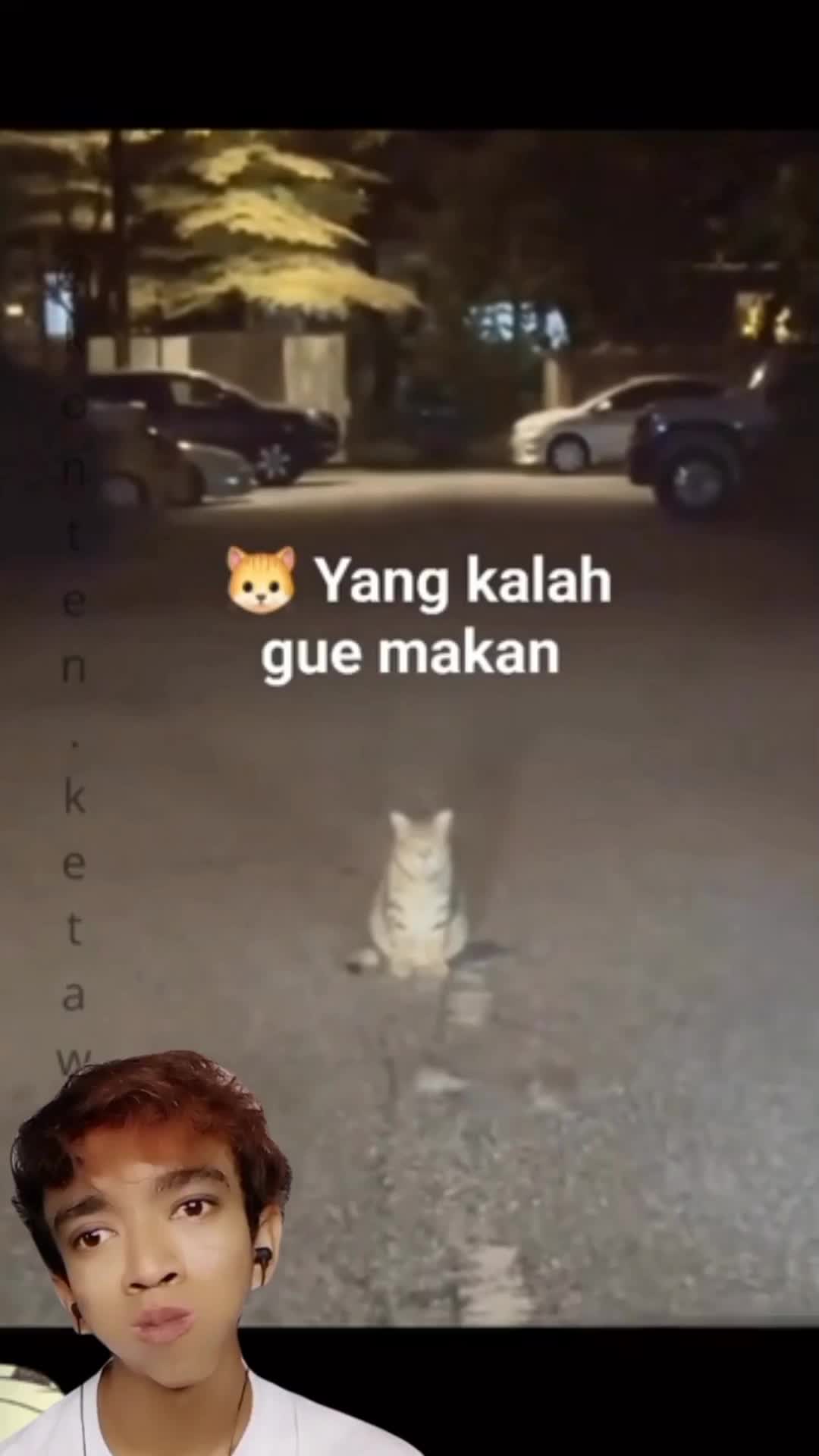 tikus berantem di depan kucing wkwkwkwk #videolucu #lucu #duett #reactiont #fyp 