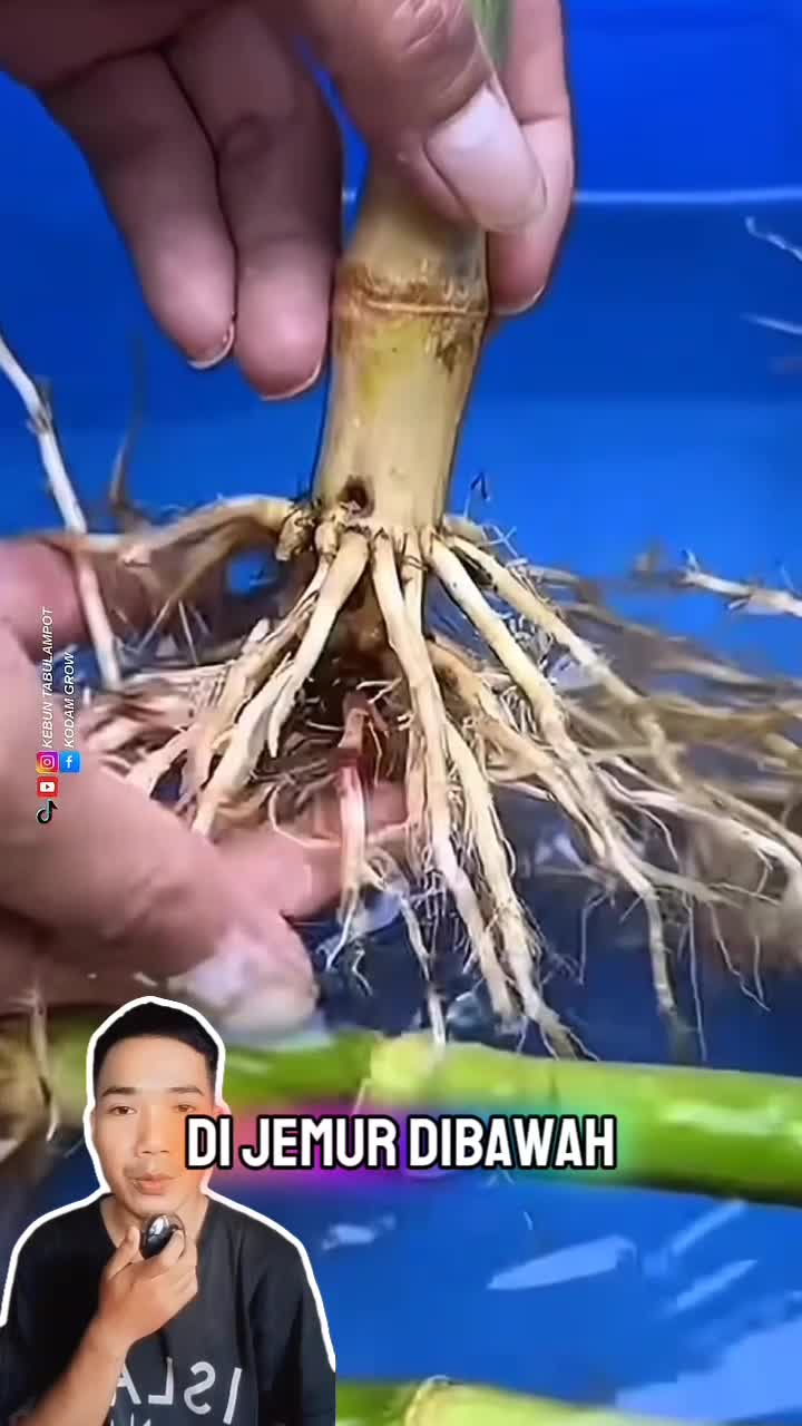 Hanya dari akar pohon jagung, jadilah teh seduh yang bermanfaat bagi kesehatan tubuh manusia #videoreaction #reelsvideoシ  #shortplus  #short