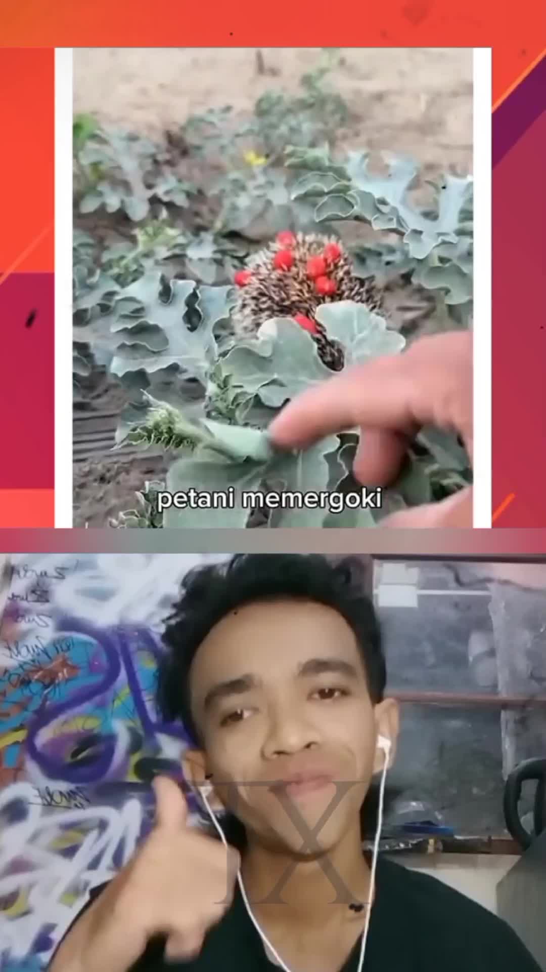 momen lucu seekor landak ketahuan makan buah semangka 😅 #reactiont #duett 