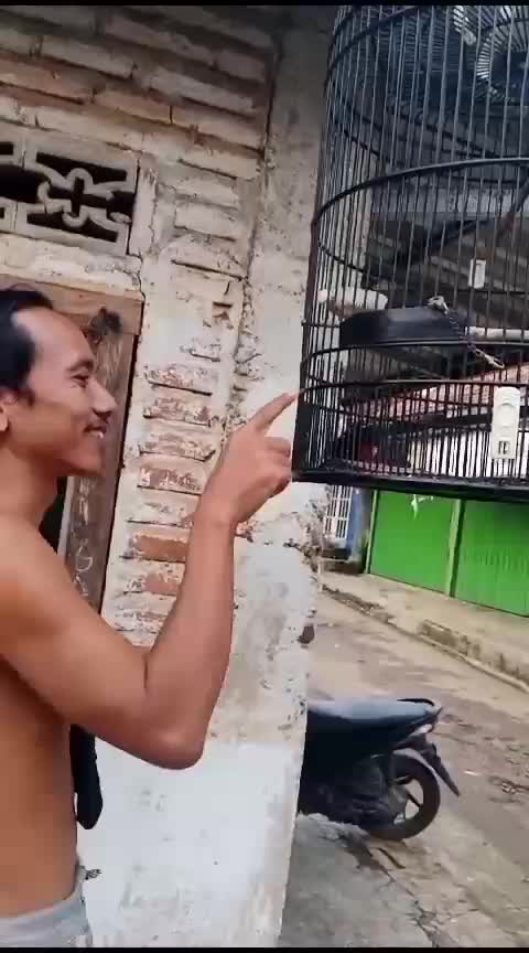 pelepas lelah, dimanja manja. 
#kicaumania #HOTrctiplus #RCTIPlus #muraibatu #trending 