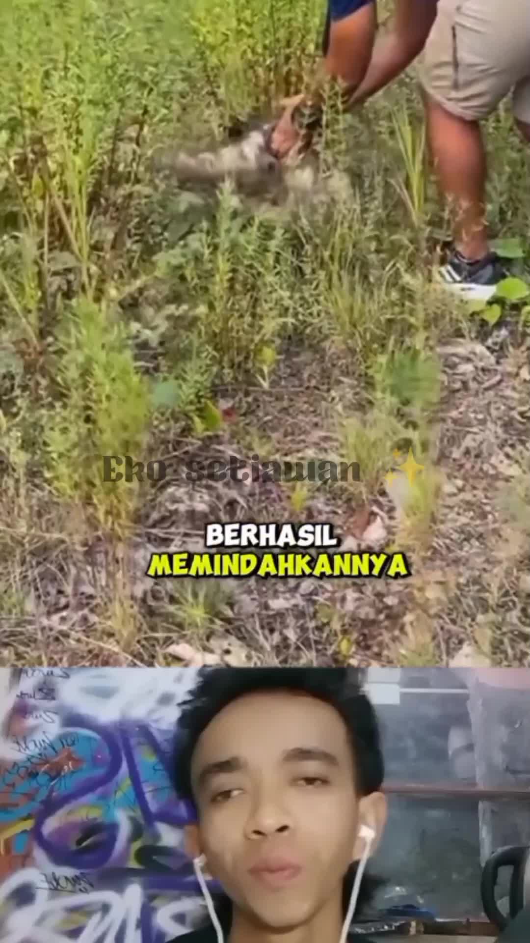 seorang pria ingin menolong Kukang yang di tengah jalan tetapi si Kukang ga mau namun tiba tiba akhirya mau di bantu