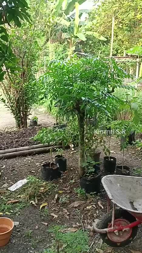 Sedikit demi sedikit menata kebun
sama dg berproses membangun akun ini, sedikit demi sedikit semoga sampai tujuan sesuai harapan
#berkebun #