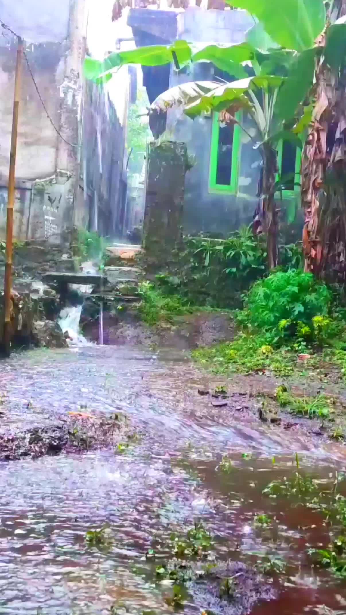Stysfying Suara Kebun bikin enjoy #nature #rain #hujan #suaraasmr #enjoy #rileksasi #menyegarkan #damai 