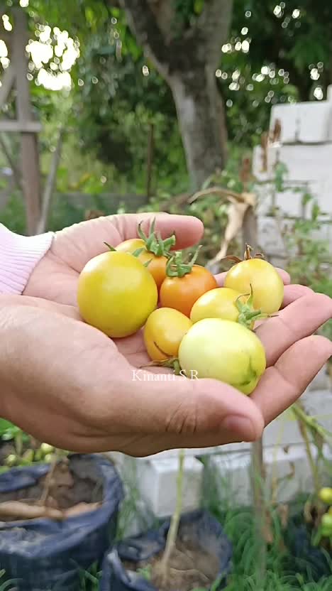 Panen sayuran organik di kebunku
Manfaat berkebun baik untuk fisik maupun mental 🥰😍
#berkebun #berkebundirumah #shortplus #short #sayuranorg