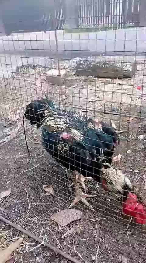 ayam jalak  #ayambangkok #ayambangkokjalak 