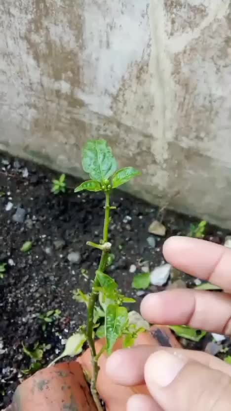 bibit untuk kebunku  #kebunshaka 