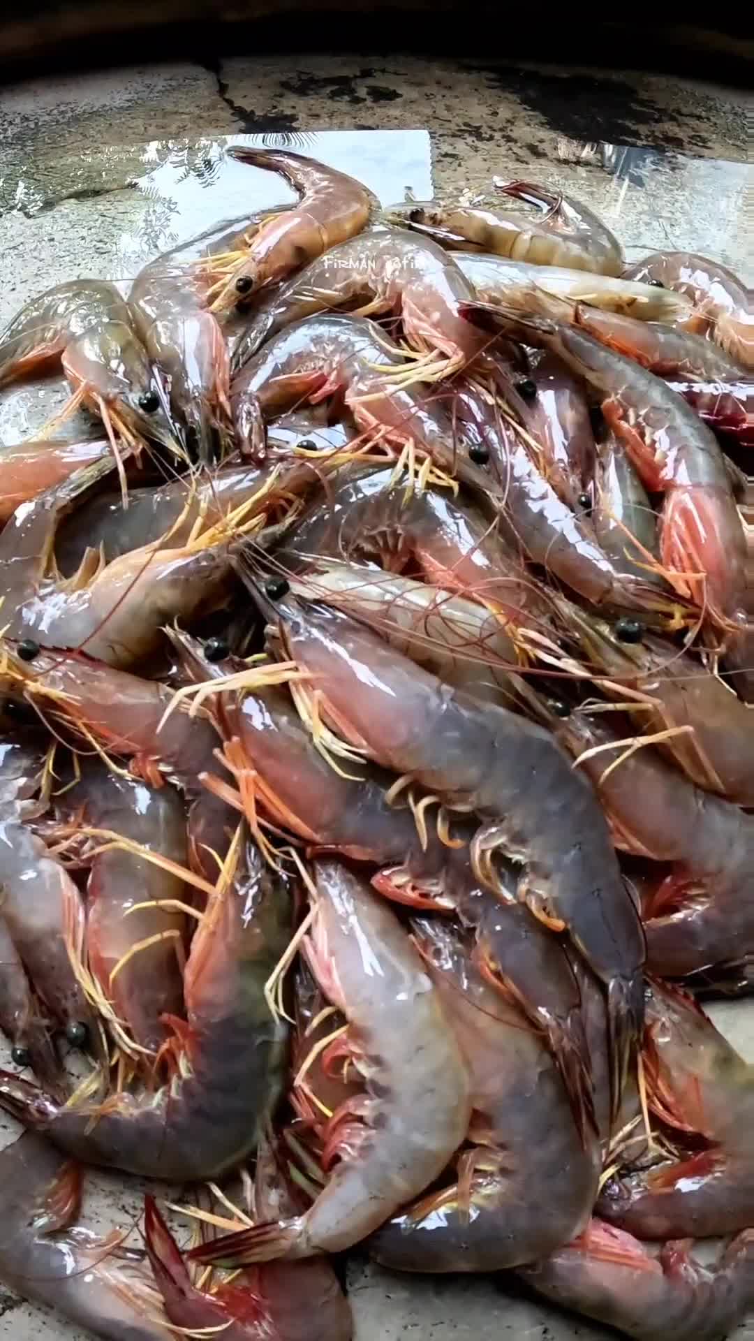 wow udang segar pasti lezat