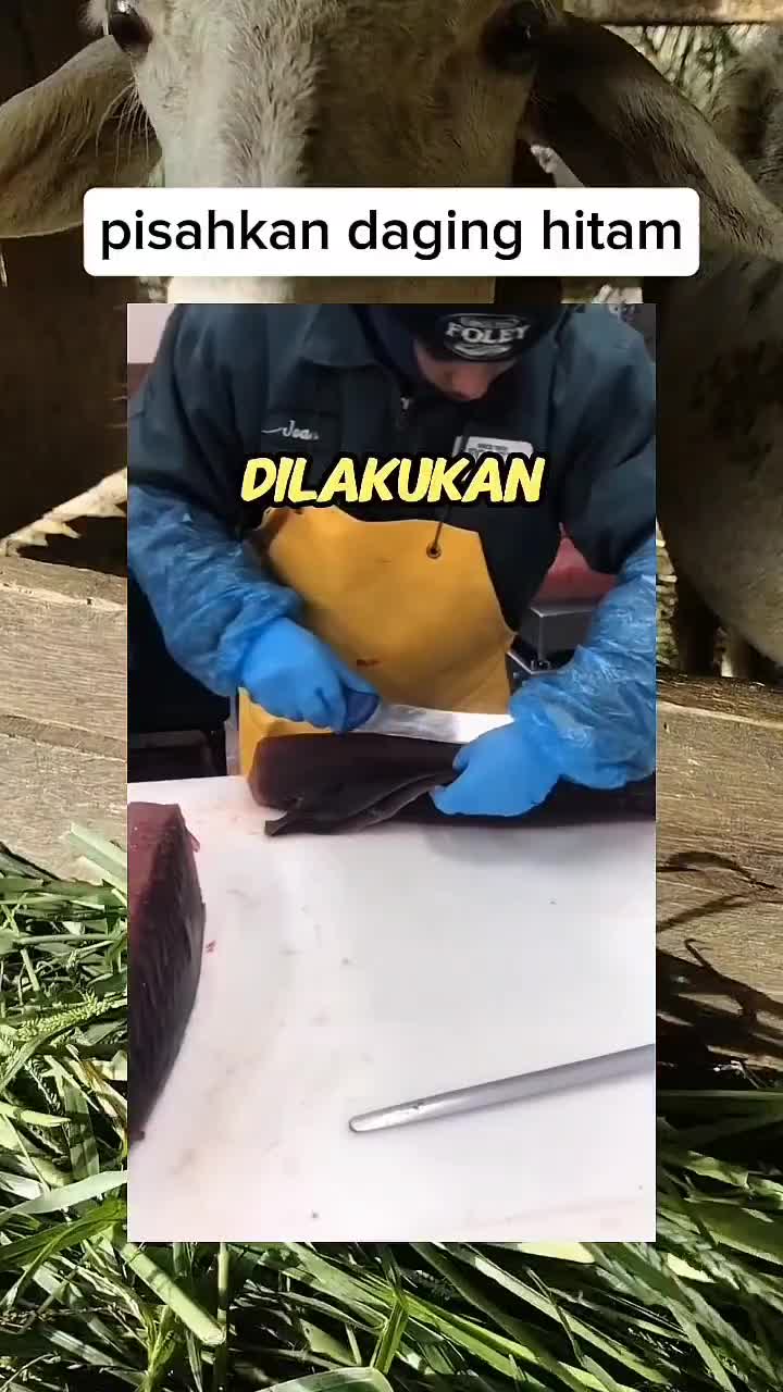 daging hitam #shortplus  #Infotaiment 