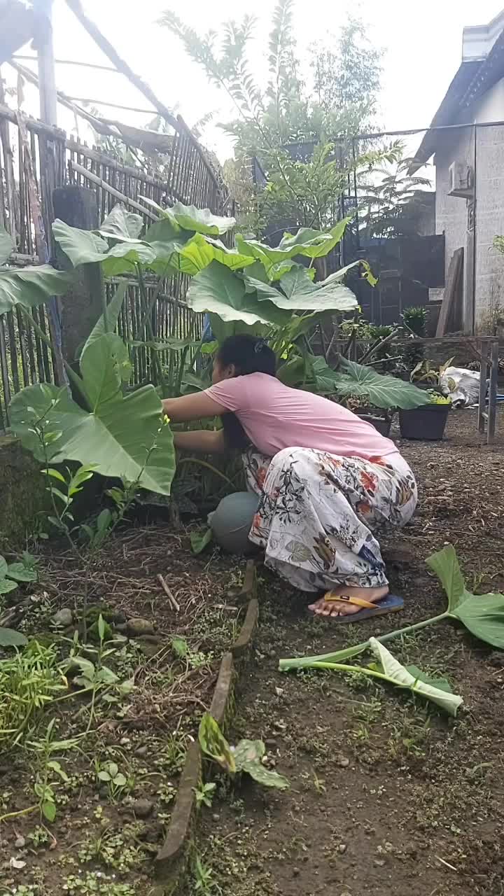 PANEN LOMPONG HASIL TANAM SENDIRI

#talas #lompong #berkebundirumah #berkebundihalaman 