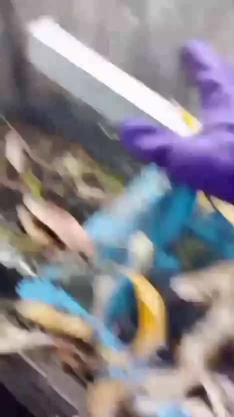 Daun Mangga Kering, Di Indonesia Jadi Sampah Di Luar Negeri Jadi duit. #infopertanian #informasipertanian #sampahjadiduit  