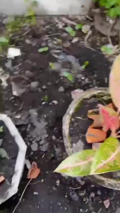 Pestisida nabati dari yieldmore harga ekonomis hasil maksimal #kebunshaka #bestgardeningproducts #rekomendasipupuktanamanyangterbaik #garden