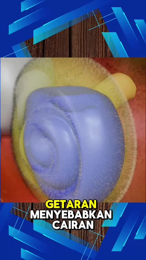 fungsi gendang telinga