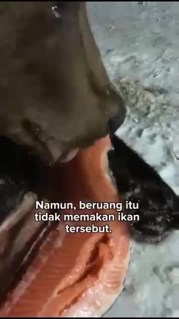 Beruang yg di tabrak oleh seseorang di jalan


#fyp #short #rigelagency #OriginalSong #HOTrctiplus #RCTIPlus  #viral #HOT #videolucu #hewan