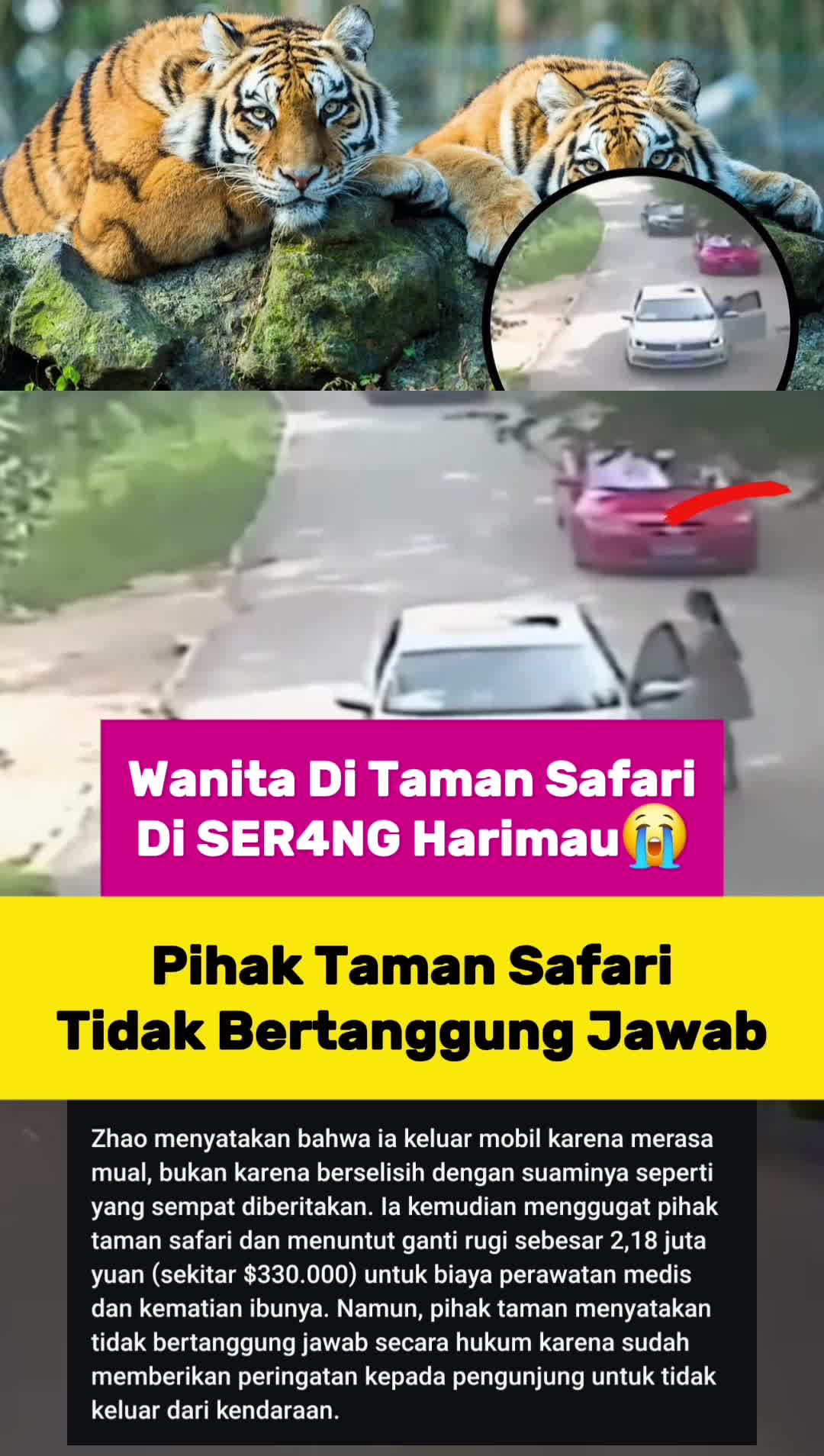 Wanit4 Di Taman Safari Di SER4NG Harimau😱 #fypシ゚viral 