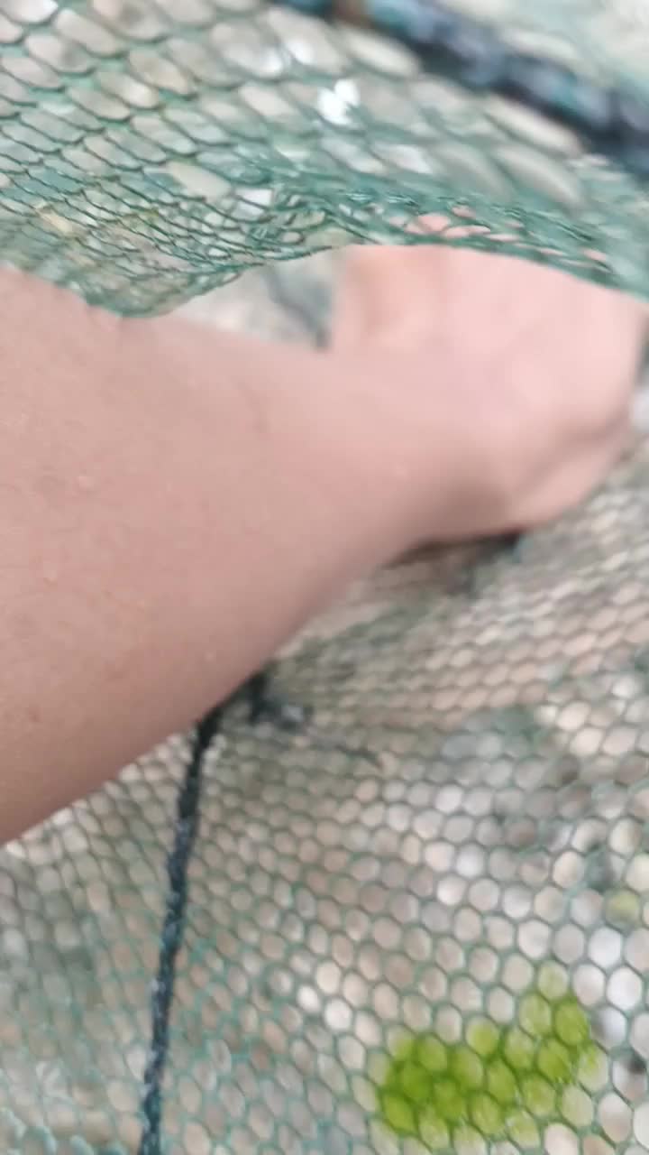 Cari ikan