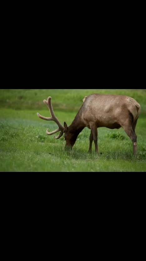 #RCTIPlus  #HOTrctiplus  #video #virall 