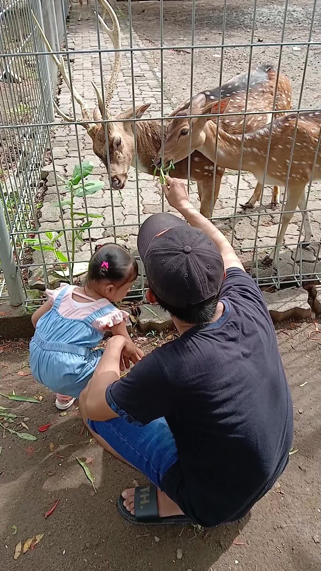 ngasih makan rusa bersama kakak🦌
#masyaAllah #RCTIPlus #HOTrctiplus 