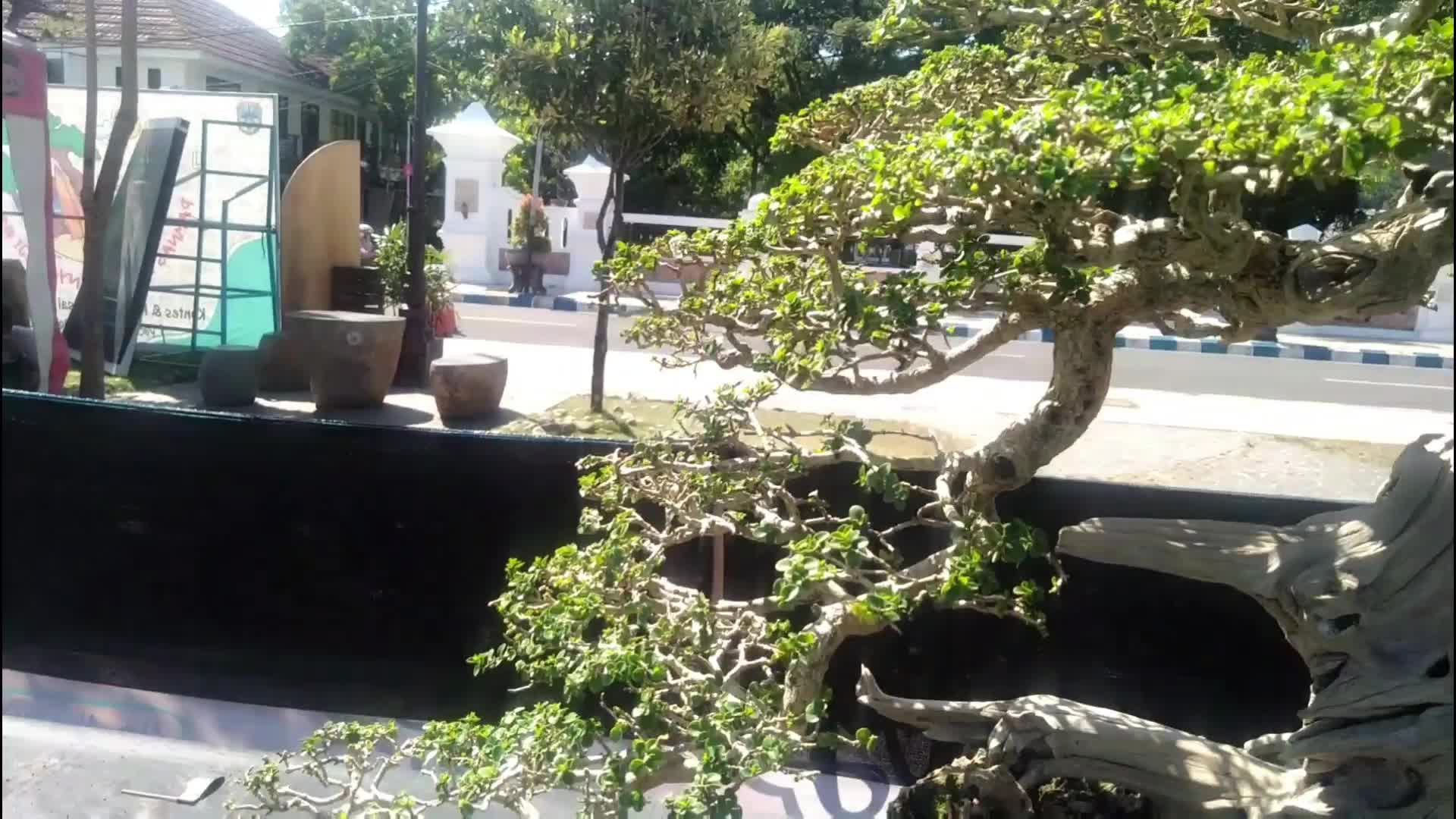 inspirasi bonsai sancang #bonsai#Pamnasbonsai  #kontesbonsainasionql