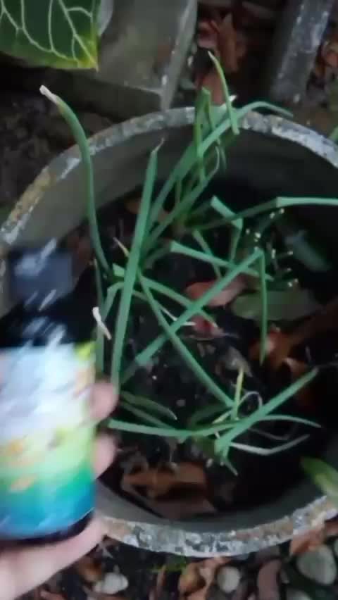 pupuk organik cair dari yieldmore  #yieldmore  #pupukorganik  #kebunshaka 