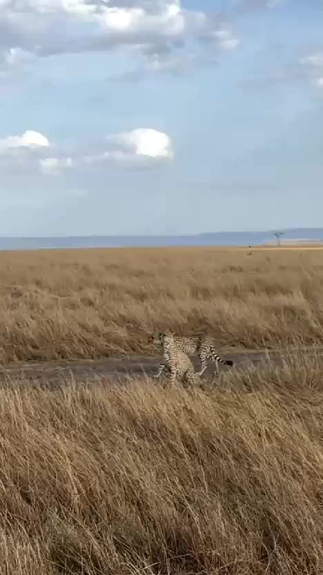  #RCTIPlus  #HOTrctiplus  #videokreatif 
 #virall 