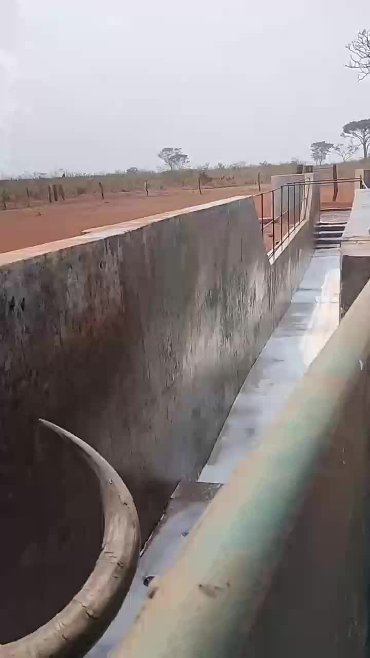 sapi mandi