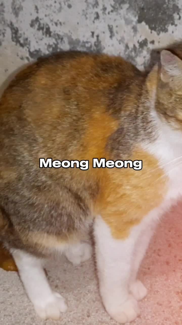 Anak Kucing Meong Meong