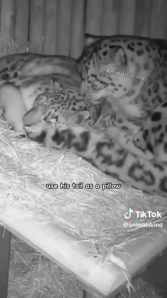 Macan aja bisa cuddle, kamu kapan? 