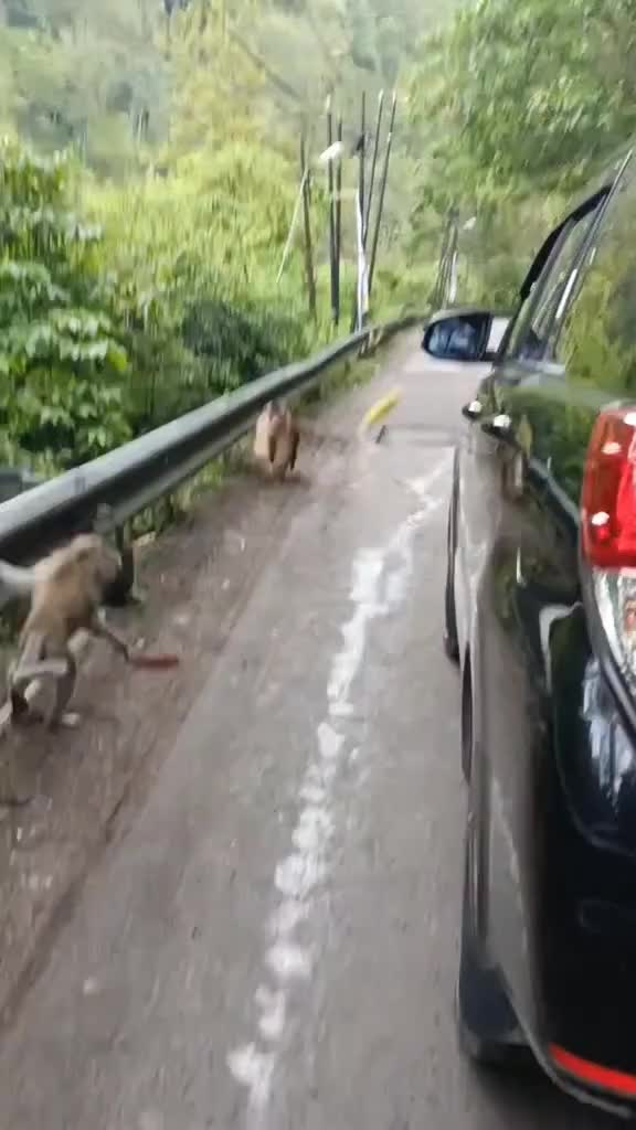 main lempar aja gak liat belakang banyak kendaraan 