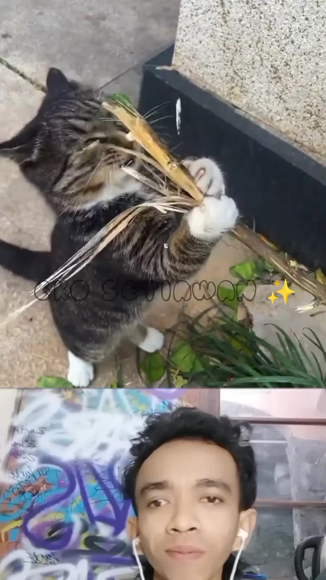 kucing ini bertranformasi menjadi kucing herbivora ?