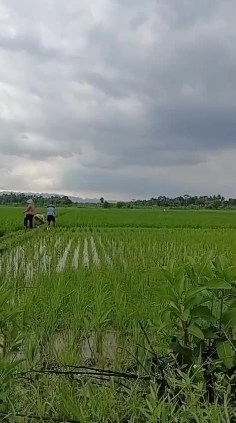 Rombongan Meng Sawah Matun 