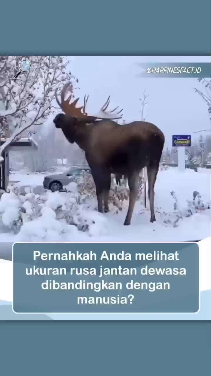 Rusa jantan yang besar adalah hewan mamalia yang dikenal karena tubuhnya yang kokoh dan tanduk bercabang yang mencolok. Ukuran tubuhnya jauh
