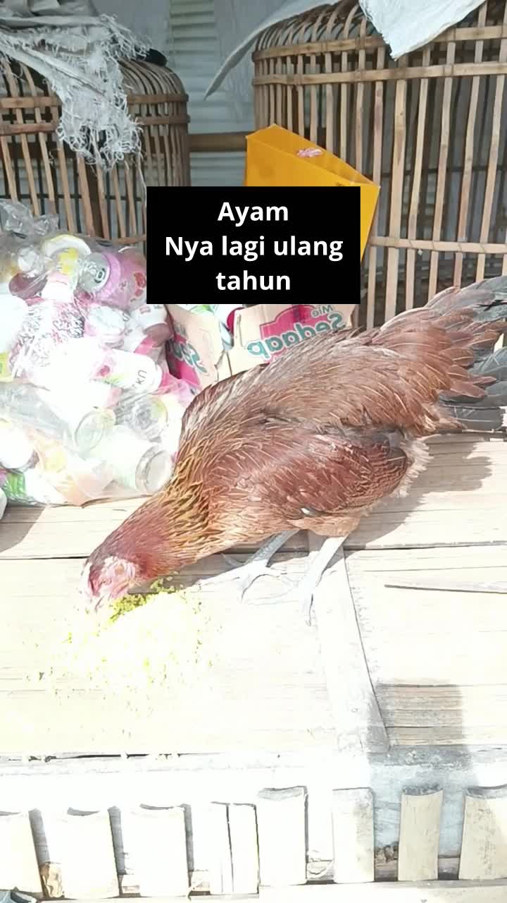 selamat ultah ayam  #short  #HOTrctiplus  #RCTIPlus  #Berita Terkini 