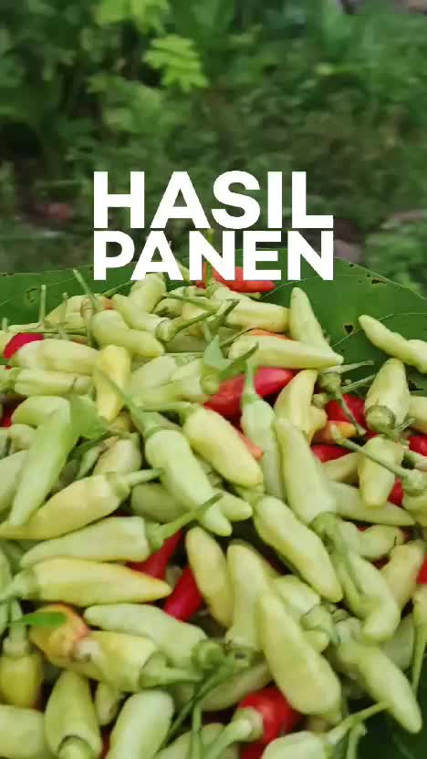 Hasil Panen