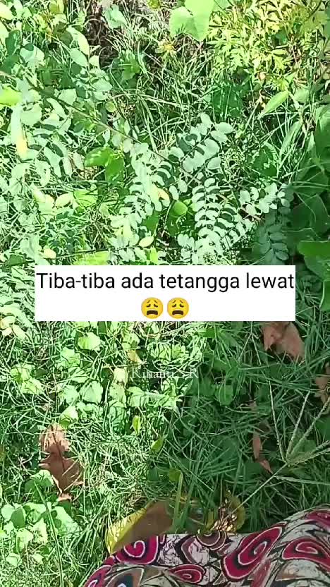 Petik daun kkelor di kebun
#berkebun #shortplus 