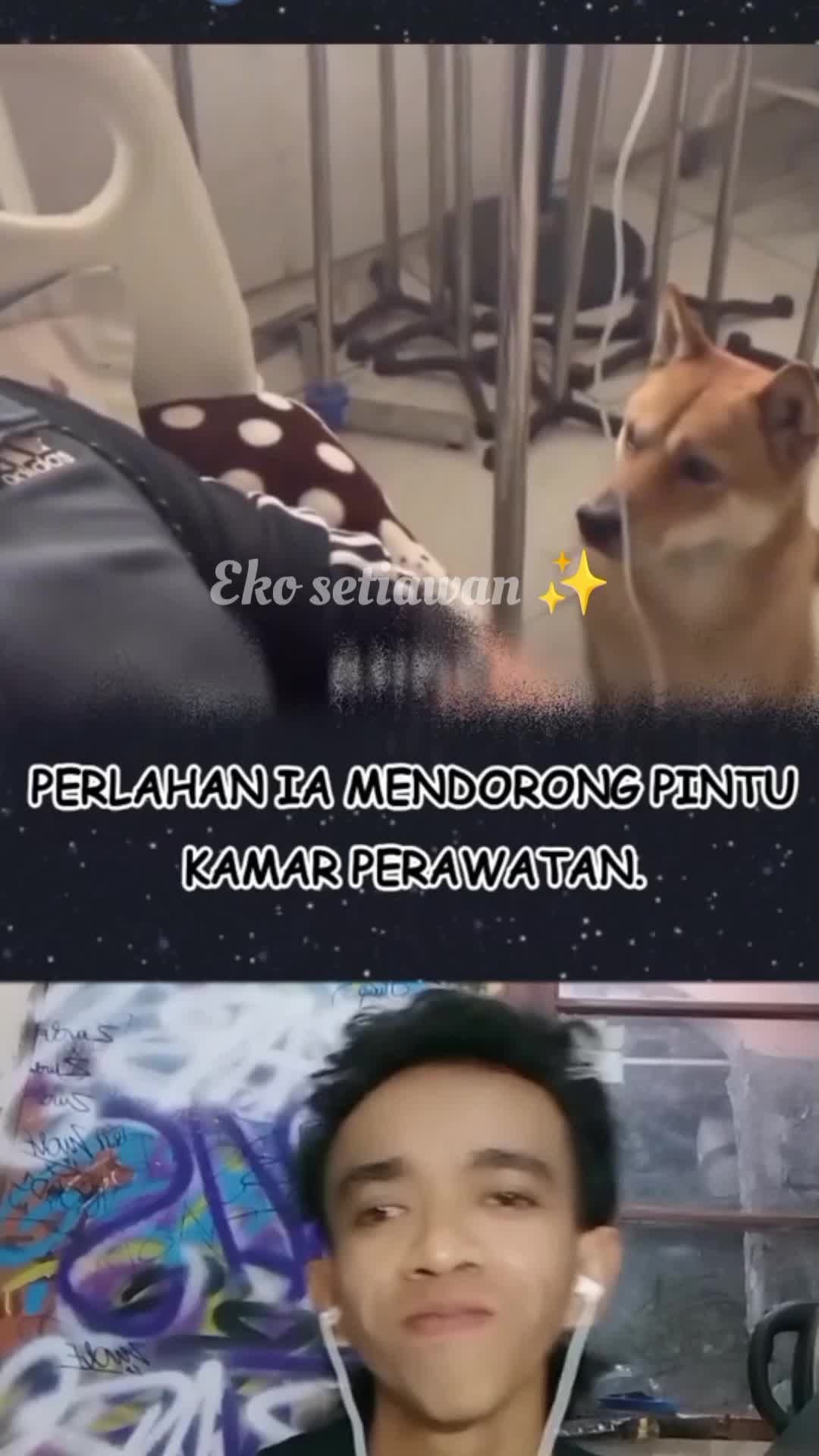 Anjing ini menjenguk majikannya di rumah sakit karena kangen??